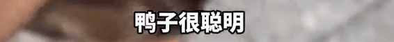 本菲卡 vs 勒洪库森
_养了四年的宠物鸭被汽车碾死本菲卡 vs 勒洪库森
，老太太当街包鸭痛哭，目击者：她老伴重病，鸭子是用来祈福的