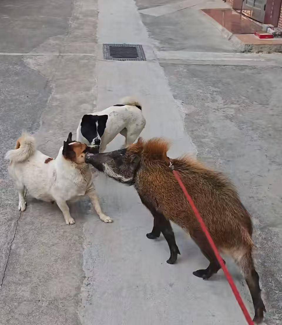 皇冠信用网代理_广州男子收养小野猪一年多从30斤长到150斤皇冠信用网代理，曾有人开价5万购买遭拒