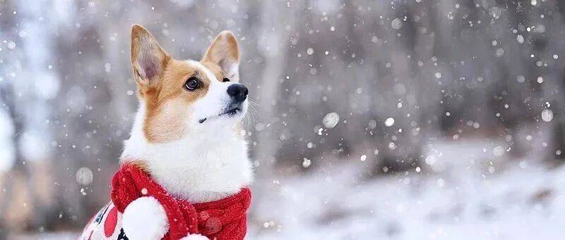 皇冠信用网会员注册网址_雪在路上了！北京今夜局地中雪皇冠信用网会员注册网址，降雪路线——