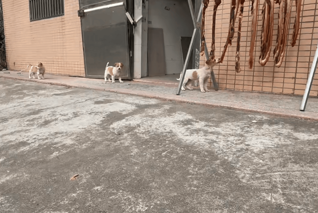 皇冠信用网登1_为防止小狗偷吃皇冠信用网登1，广东男子出动自家吊车半空晒腊肉：风大还干得快