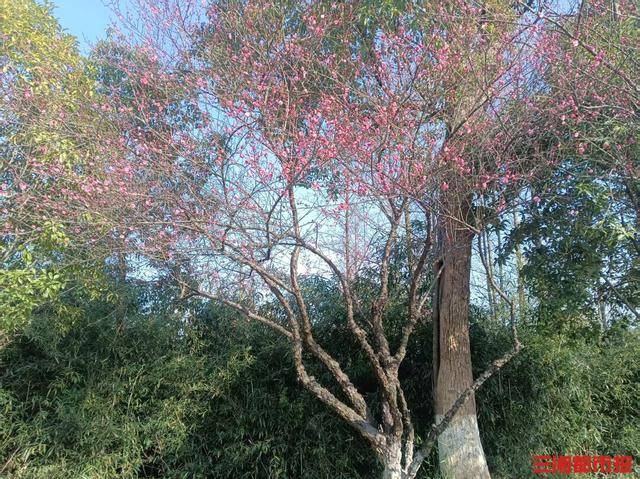 皇冠信用网平台_梅花开了!长沙“梅花季”提前报到皇冠信用网平台,这份赏梅攻略请收好