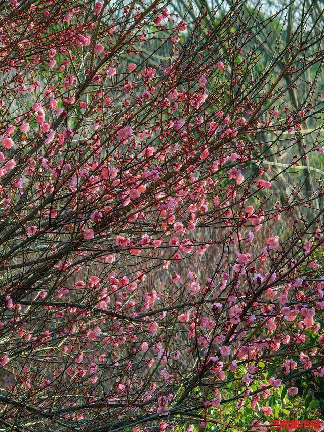 皇冠信用网平台_梅花开了!长沙“梅花季”提前报到皇冠信用网平台,这份赏梅攻略请收好