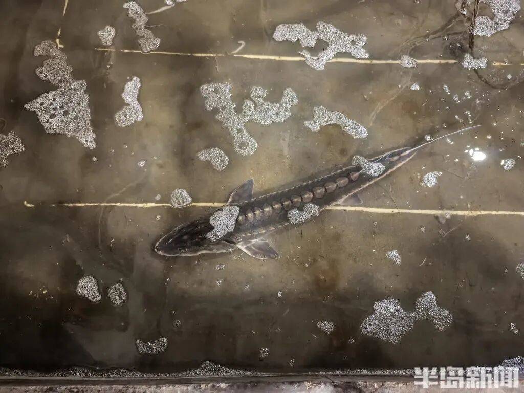 皇冠信用网会员_神奇!青岛渔民出海捕到一条怪鱼皇冠信用网会员,身价昂贵!