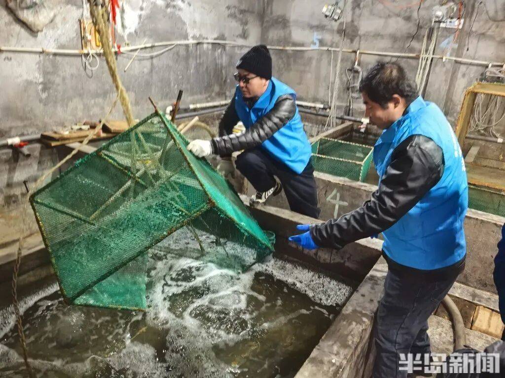 皇冠信用网会员_神奇!青岛渔民出海捕到一条怪鱼皇冠信用网会员,身价昂贵!