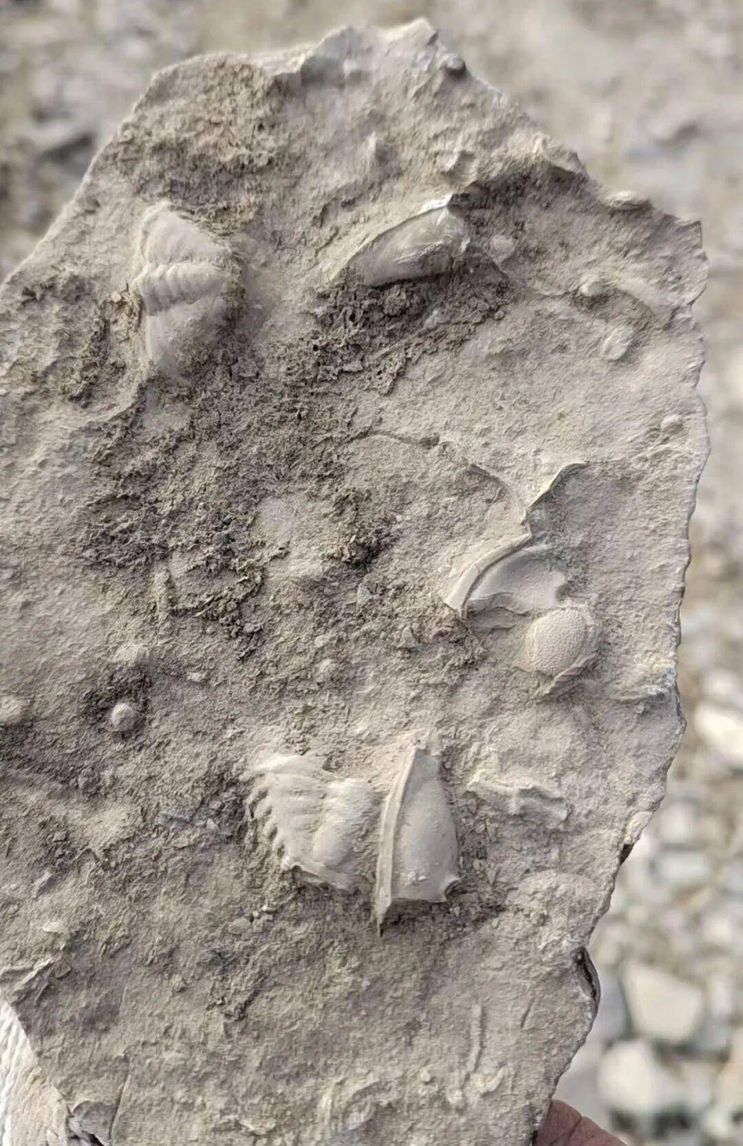 皇冠代理盘口_山东泰安一地有人称挖到三叶虫化石引发跟风采挖皇冠代理盘口，当地：不安全，已封山，如确有化石会保护