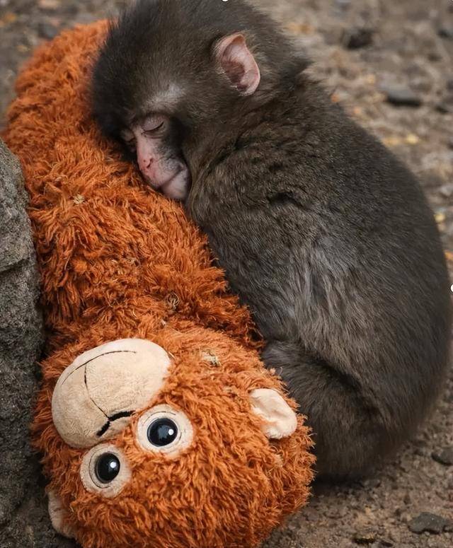 皇冠信用网出租 _毛绒玩具当妈妈皇冠信用网出租 ，被全世界心疼的小猴还有救