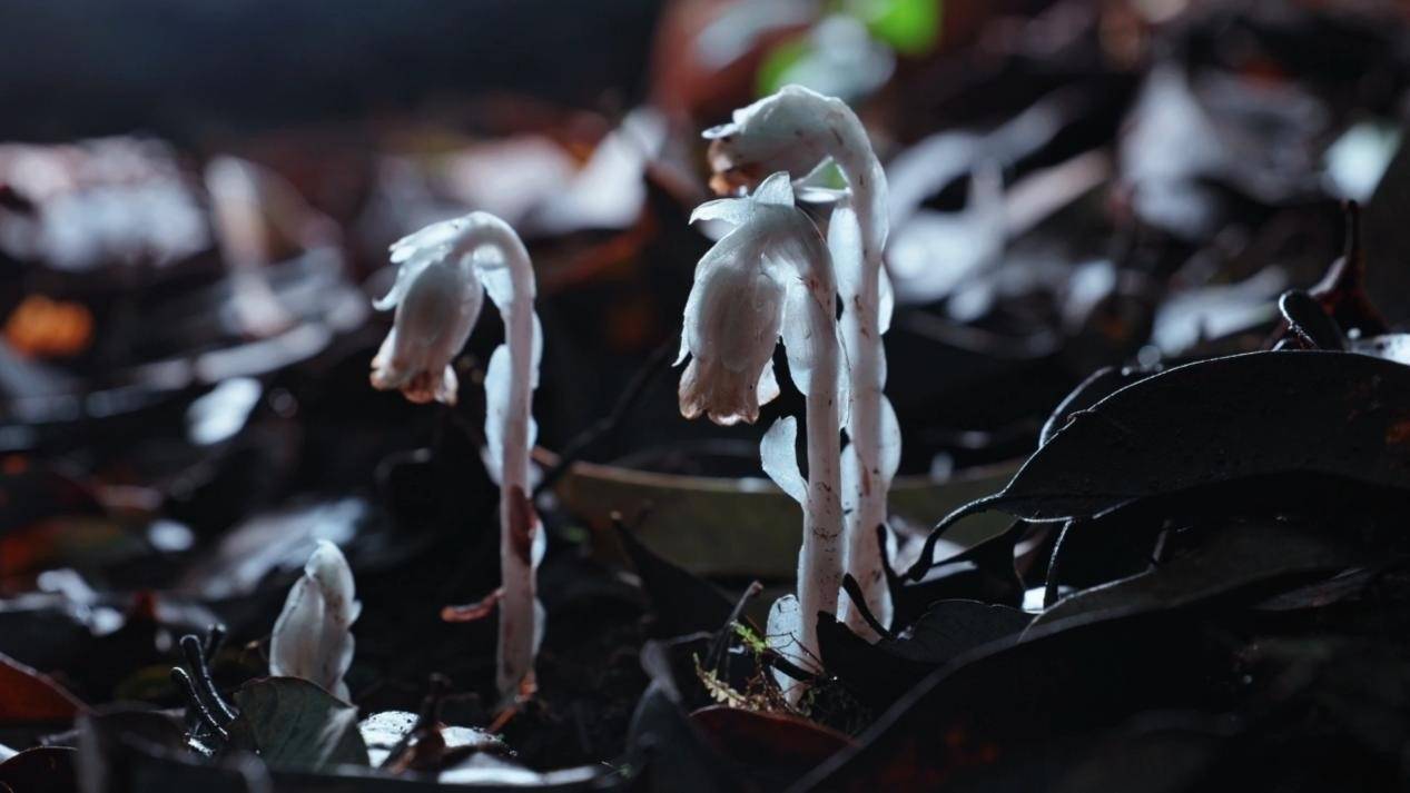 皇冠信用网怎么弄_十里不同天的哀牢山密林里皇冠信用网怎么弄，“机器狗科考队员”拍到了水晶兰