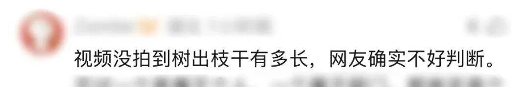 世界杯代理_“树全责世界杯代理！”上海一司机撞树喊冤：这棵树长太歪！交警一句话点醒众人